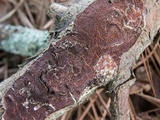 Fuscoporia ferruginosa image