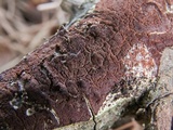 Fuscoporia ferruginosa image