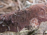Fuscoporia ferruginosa image
