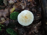 Tricholoma stiparophyllum image