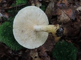 Tricholoma stiparophyllum image