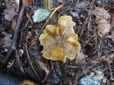 Tricholoma subsejunctum image