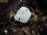 Tricholoma subresplendens image