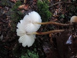 Mycena inclinata image