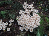 Mycena inclinata image