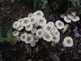 Mycena inclinata image