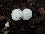 Hygrophorus eburneus image
