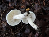 Hygrophorus eburneus image
