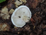 Hygrophorus sordidus image