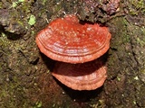 Ganoderma sessile image