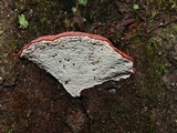 Ganoderma sessile image