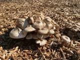 Leucoagaricus meleagris image