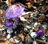 Cortinarius iodes image