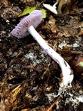 Cortinarius iodes image