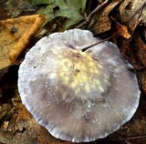 Cortinarius iodes image