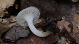Cuphophyllus virgineus image