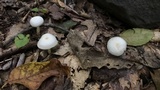 Cuphophyllus virgineus image