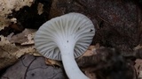 Cuphophyllus virgineus image