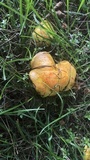 Suillus americanus image