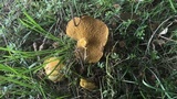 Suillus americanus image