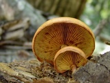 Gymnopilus liquiritiae image