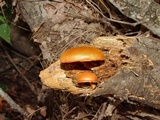 Gymnopilus liquiritiae image