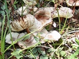 Leucoagaricus americanus image