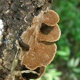 Phellinus gilvus image