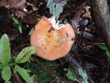 Russula paludosa image