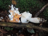 Russula paludosa image