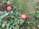 Suillus spraguei image
