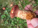 Suillus spraguei image