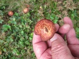 Suillus spraguei image