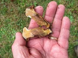 Suillus spraguei image