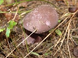 Tylopilus plumbeoviolaceus image