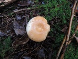 Russula compacta image