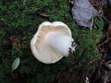 Russula compacta image