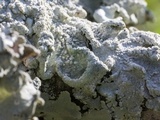 Canoparmelia texana image