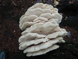 Climacodon septentrionalis image