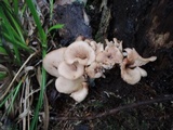 Lentinellus cochleatus image