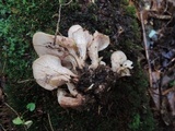 Lentinellus cochleatus image