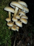 Flammulina populicola image