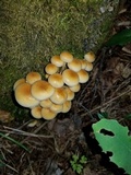 Flammulina populicola image