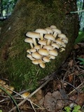 Flammulina populicola image