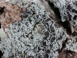 Physcia pumilior image