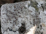 Lecanora chlarotera image
