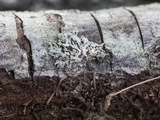 Physcia pumilior image