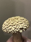 Boletellus ananas image