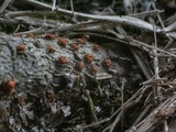 Hypoxylon fuscum image
