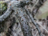 Hypoxylon fuscum image